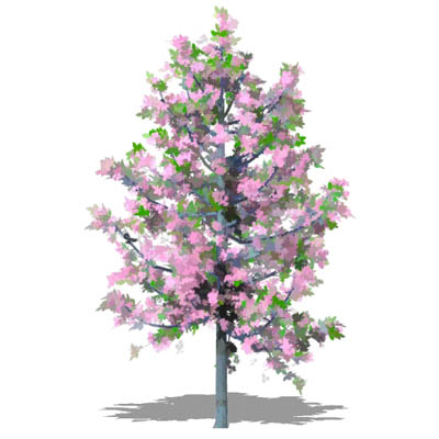 Variety of taller cherry trees in Spring and Autum.... 
