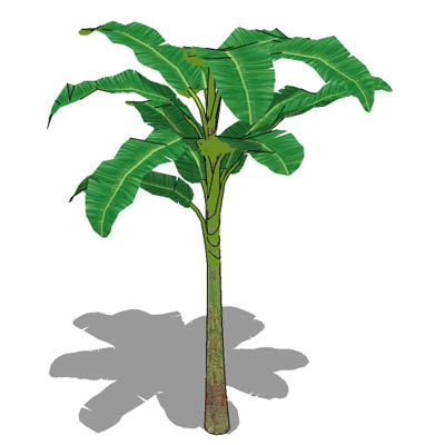 Banana plant. 