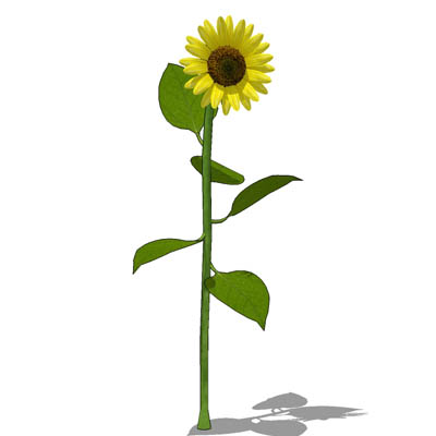 Sunflower (Helianthus) approx 6' / 2m high. 3 vari.... 