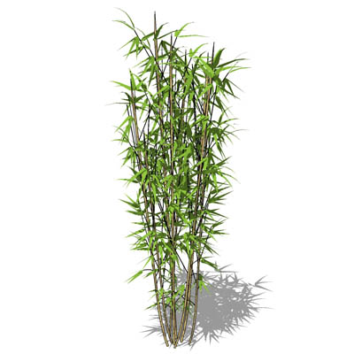 Bamboo. 