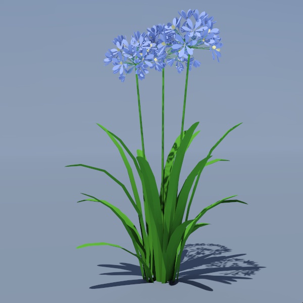 Agapanthus orientalis or Nile Lily. 