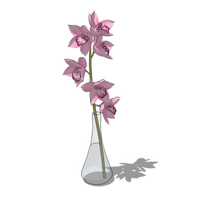 An orchid in a vase. 
