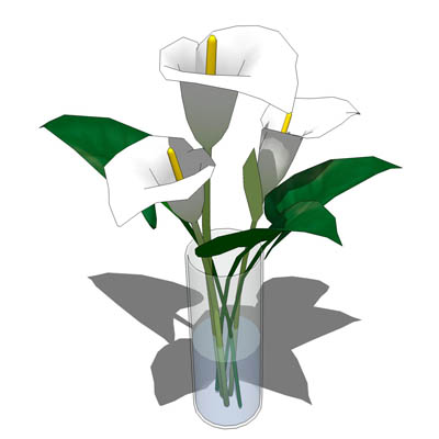 Arum or Calla Lily (Zantedeschia aethiopica) in th.... 