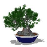 Dwarf Juniper in both bonsai and normal sized vers...