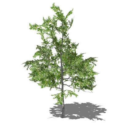 Silver Birch (Betula pendula). 25ft (6m), in all 4.... 