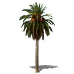 Mature Date Palm