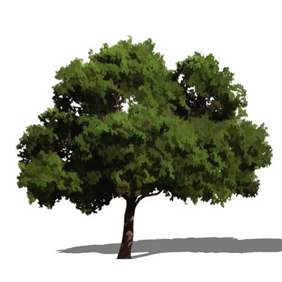 NPR deciduous tree; approx 30' (10m) high. 
