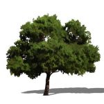 NPR deciduous tree; approx 30' (10m) high