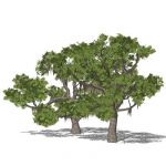 Southern Live Oak (Quercus virginiana); two models...