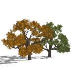 Mature Oak in Summer and Autumn foliage