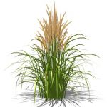 Karl Foerster Feather grass. Ornamental grass, app...