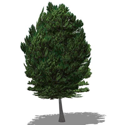 Aleppo Pine; Low Poly; approx 30ft high. 