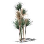 Low poly Papyrus (Cyperus papyrus) in 4 variants.