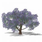 4 variants of Jacaranda tree (Jacaranda mimosifoli...