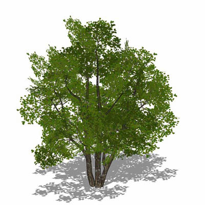 Generic deciduous tree in 4 variations, including .... 