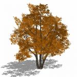 Generic deciduous tree in 4 variations, including ...