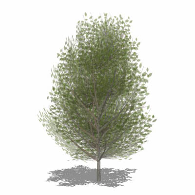 Generic deciduous tree in Summer foliage with semi.... 