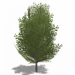 Generic deciduous tree in Summer foliage with semi...