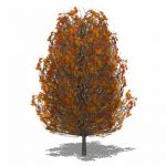 Generic deciduous tree in Autumn colours with tran...