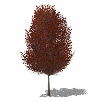 Small generic tree of copper beech type variety. I.... 