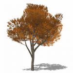 Generic Elm-type tree. High branch clearance, suit...