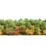 A 2D seamless stand of conifers with low deciduous...