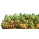 Stand of 30' / 10m 2D conifers. Can be used by its...