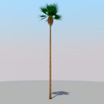 50' / 18m fan palm.
SketchUp V3 does not have tex...