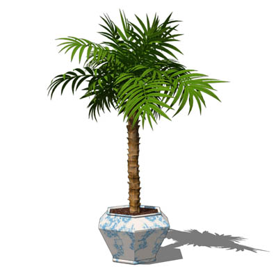 Small, potted majesty palm (Ravenea rivularis). Th.... 