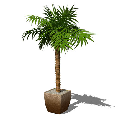 Small, potted majesty palm (Ravenea rivularis). Th.... 