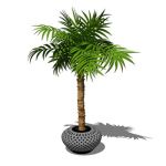 Small, potted majesty palm (Ravenea rivularis). Th...
