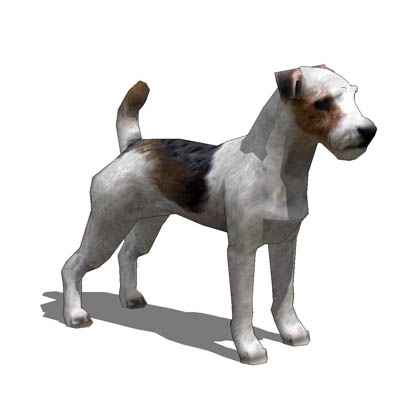 Jack Russell terrier. 