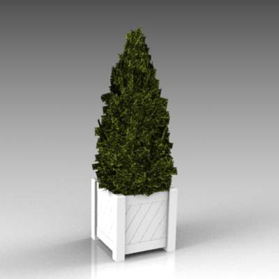 A dwarf cypress in a planter. 