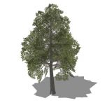 An 3D tree for sketchup