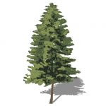 Stylized Pine tree created by Adriane McGillis for...