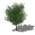Generic tree in opaque and semi transparent config...