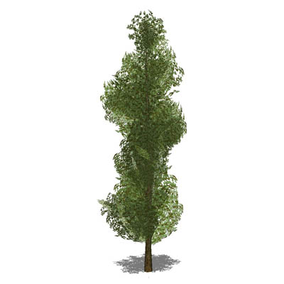 Generic tree in opaque and semi-transparent config.... 