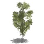 Generic tree in opaque and semi-transparent config...