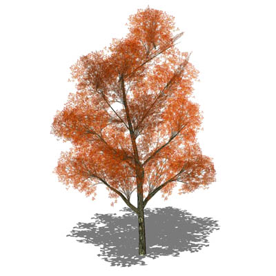 Generic deciduous tree in opaque and semi-transpar.... 