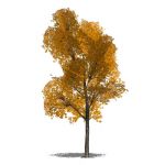 Generic deciduous tree in opaque and semi-transpar...