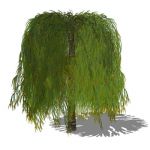 Small ornamental willow, approx 9'/3m high. 3 vari...