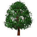 Archicad 11 Object Library part, Garden, Tree Deci.... 