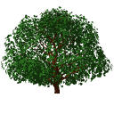 Archicad 11 Object Library part, Garden, Tree Deci.... 
