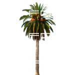 Date Palm...Non-photoreal.
Transparent png file