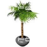 Potted Majesty Palm (Ravenea rivularis). Low angle...