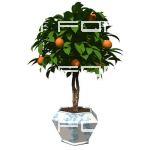 Small orange tree in pot. Low angle 1. Transparent...