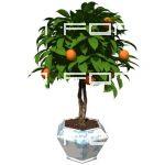 Small orange tree in pot. Low angle 2. Transparent...