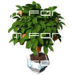 Small orange tree in pot. High angle. Transparent ...
