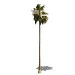 Palm tree, 1024 px high.