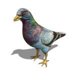 View Larger Image of FF_Model_ID10938_pigeon_01.jpg